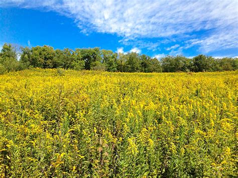 Best Goldenrod Stock Photos, Pictures & Royalty-Free Images - iStock