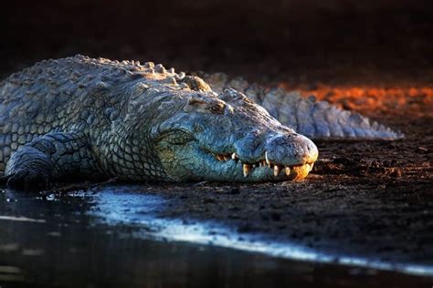 Discover the Incredible Desert Crocodiles that Live in the Sahara