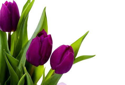 Purple Tulips Wallpapers - Wallpaper Cave