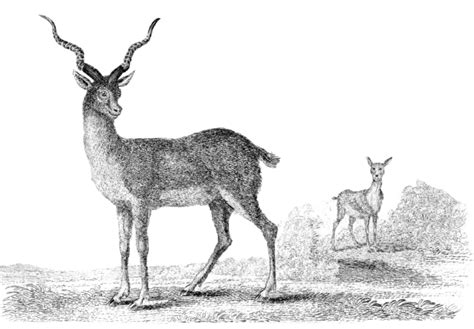 Mammal Illustrations-Antelope Illustration