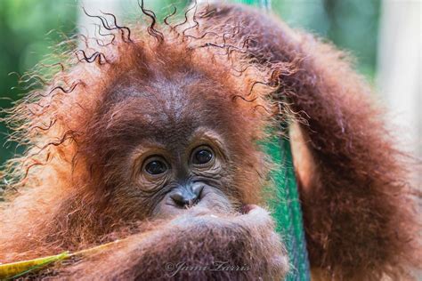 This curly-haired baby orangutan : r/aww