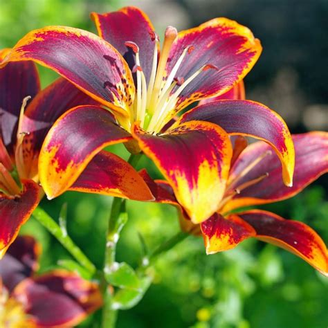 Rare Multi-Color Lily Flower Seeds 100pcs/pack – GreenSeedGarden