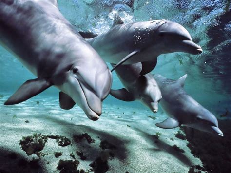 Free Dolphin Wallpapers For Desktop - Wallpaper Cave