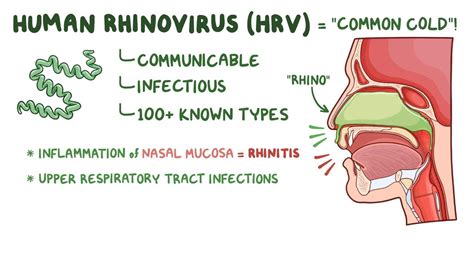 Rhinovirus: Video, Anatomy, Definition & Function | Osmosis