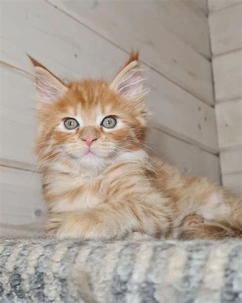 21 Red Maine Coon Cats You’ll Want To Adopt - MaineCoon.org