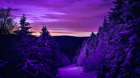 Download Pretty Purple Snowy Forest Twilight Wallpaper | Wallpapers.com