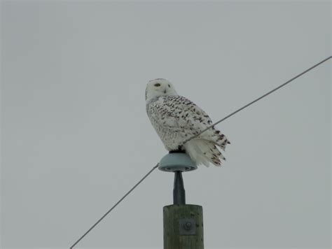 Snowy Owl Hunt 2015 - Bird Boy