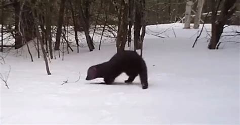 Rarely seen fisher cat caught on camera prowling a snowy forest floor | Film and Photo | Earth ...