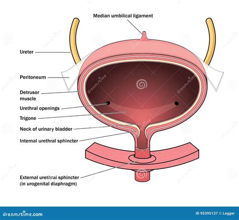 Anatomy of the Urinary Bladder Stock Vector - Illustration of ureter, internal: 95395137