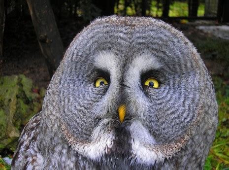 Owls with Funny Expressions on their Faces | Dangerous Minds