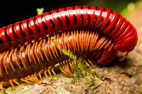 What Do Millipedes Eat?