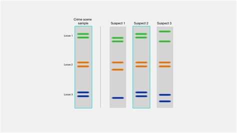 Principle Of Dna Fingerprinting