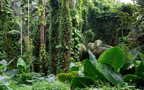 Rainforest Backgrounds (60+ images)