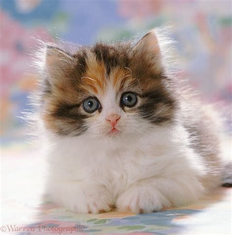 Cute calico kitten portrait photo - WP37687