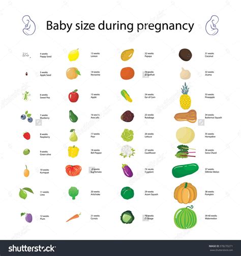 36+ Baby size chart by week not fruit information | babyneedyou