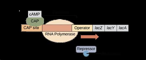 Lac Operon: Mechanism and Regulation – Microbe Online