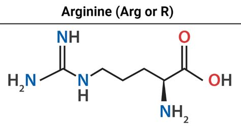 Arginine- Definition, Structure, Sources, Properties, Biosynthesis, Uses