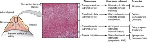 The Adrenal Glands | Anatomy and Physiology II