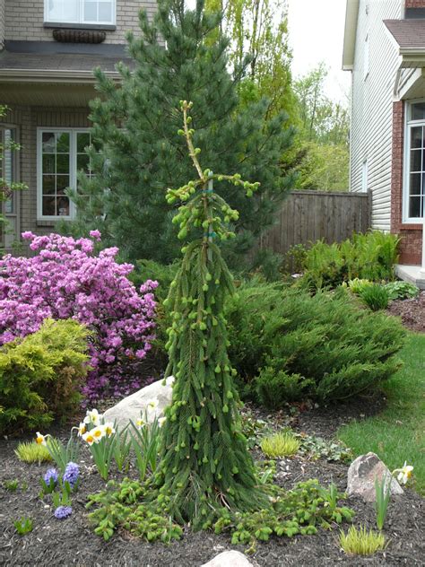 Weeping Norway Spruce Bonsai