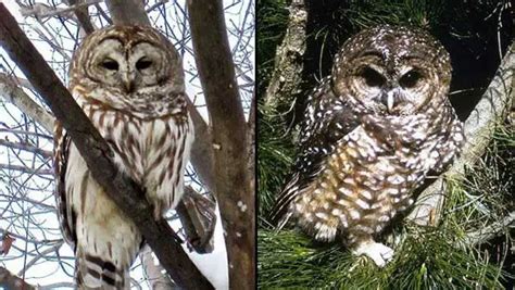 Spotted Owl Vs Barred Owl: Identification, Differences, Similarities