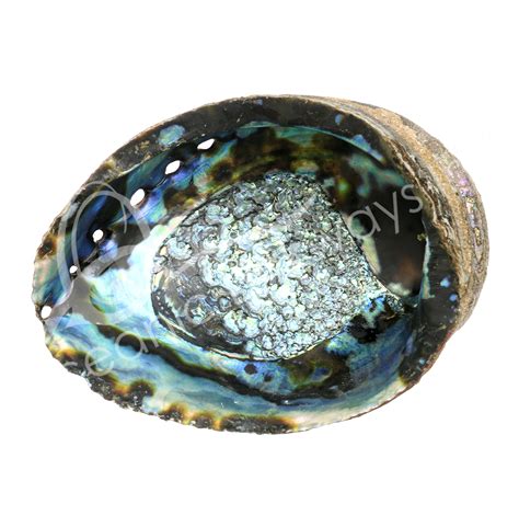 Abalone Shell 7-8" | Wholesale Oceanic Linkways in NJ USA