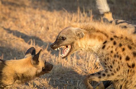 Wild dog vs Hyena | Sabi Sabi Private Game Reserve Blog