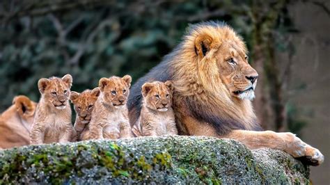 animals, Mammals, Lion, Cubs, Baby animals Wallpapers HD / Desktop and Mobile Backgrounds