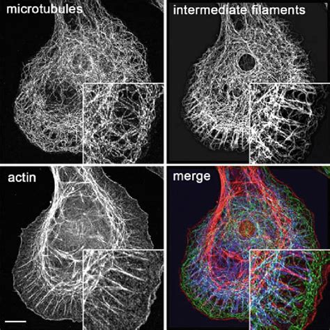 2. Filaments of the cytoskeleton. The three filament types of the... | Download Scientific Diagram