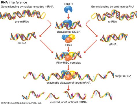 Double-stranded RNA | biochemistry | Britannica