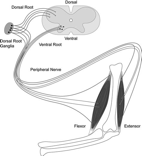 1. Anatomy of the neuromuscular system. The neuromuscular system ...