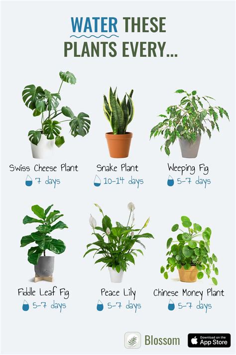 Identify plants learn how to care for them floweridentification houseplants plantcare – Artofit