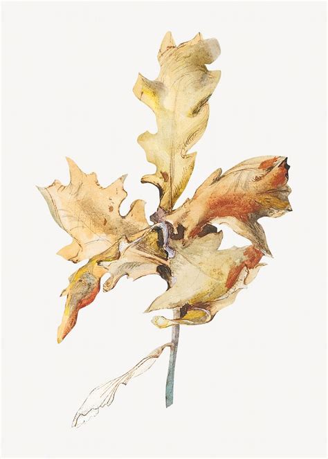 Autumn oak leaf, botanical illustration | Premium Photo Illustration - rawpixel