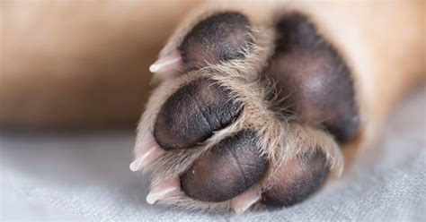 6 Things You Didn't Know About Dog Paw Anatomy – Furtropolis