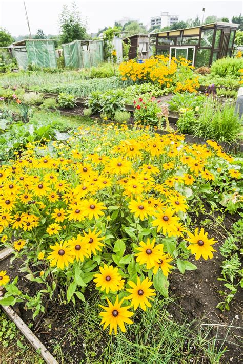 Jerusalem Artichoke Companions: Tips On Jerusalem Artichoke Companion Planting | Gardening Know How