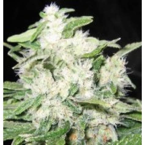 Sour Diesel Feminized Seeds