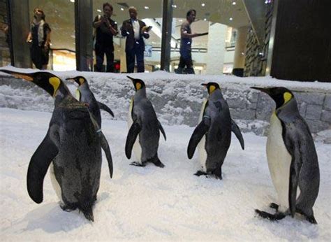 Ssurvivor: Dubai Mall Ski Dubai Penguins