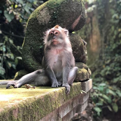 Ubud Monkey Forest Attraction – Tour & Travel Bali