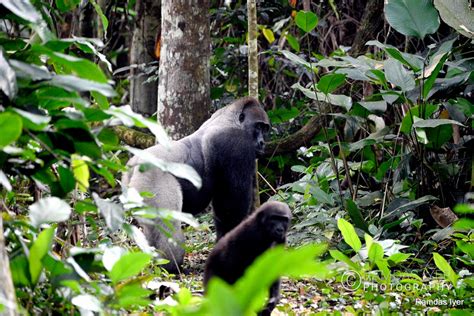 Congo Wildlife – Ramdas Iyer Photography