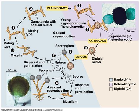 Reproduction/Life Cycle - Zygomycota