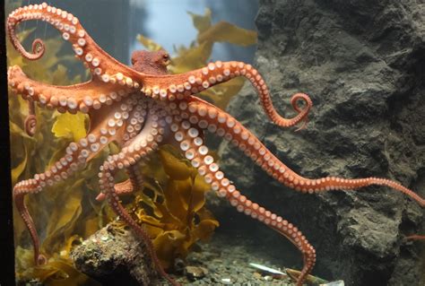 File:Octopus at Kelly Tarlton's.jpg - Wikimedia Commons