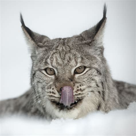 Lynx Cat Face : Biological Science Picture Directory – Pulpbits.net