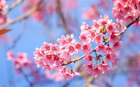 HD wallpaper: Earth, Spring, Alley, Blossom, Park, Pink Flower, Sakura, Tree | Wallpaper Flare