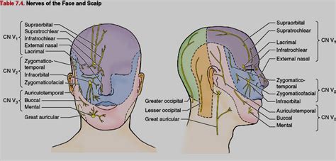 face and head nerves | Facial nerve, Cranial nerves, Facial nerve anatomy