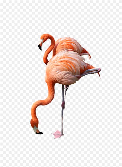 New Pink Flamingo Clip Art Flamingo Clipart Cliparts - Pink Flamingo Clip Art - FlyClipart