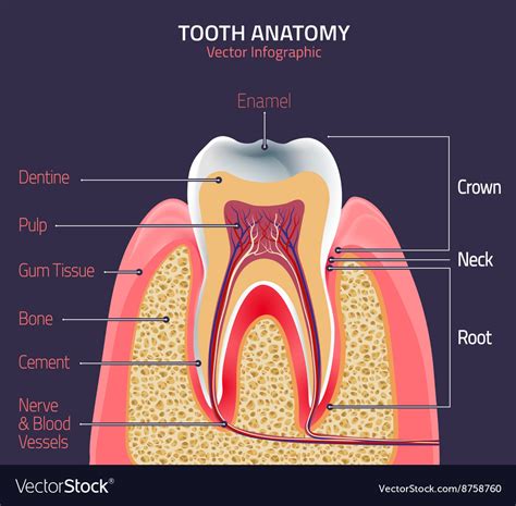 Teeth anatomy Royalty Free Vector Image - VectorStock