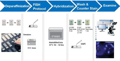 FISH Protocol For Paraffin Embedded Tissue Samples | Creative Bioarray