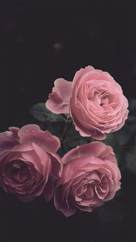 Aesthetic Black Rose Wallpapers - Wallpaper Cave