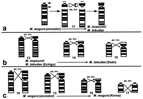 Schematic representation of evolutionary processes by inversion ...