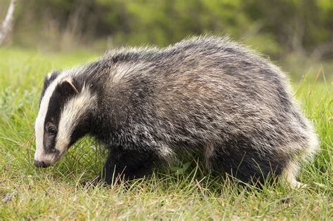 Badger Brock Animal - Free photo on Pixabay - Pixabay