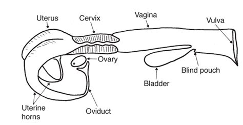 Diagram Of Female Reproductive System Of Cow Reproductive Tr